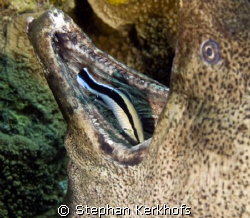 giant moray (gymnothorax javanicus) getting cleaned by a ... by Stephan Kerkhofs 